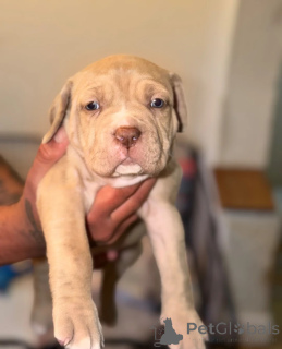 Photo №1. non-pedigree dogs - for sale in the city of Bamberg | negotiated | Announcement № 169586