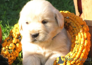 Photo №2 to announcement № 143866 for the sale of golden retriever - buy in Sweden private announcement