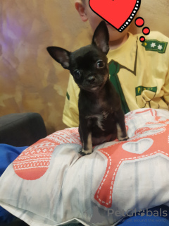 Photo №4. I will sell chihuahua in the city of Nowe Miasto-Folwark. breeder - price - 555$