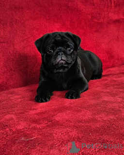 Photo №3. Male pug puppy Female pug puppy 750 male 850 female Brasher falls ny READY. United States