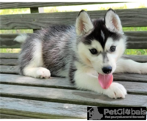 Photo №1. siberian husky - for sale in the city of Brussels | Is free | Announcement № 134331
