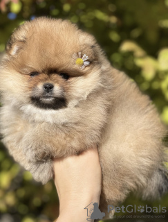 Photo №3. Gorgeous Pomeranian girl. Czech Republic