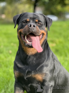 Additional photos: Kennel Club Registered beautiful Rottweiler Puppies