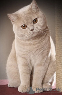 Photo №1. british shorthair - for sale in the city of Пршибрам | 475$ | Announcement № 71099