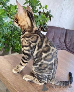 Photo №1. bengal cat - for sale in the city of Eskilstuna | 706$ | Announcement № 153234