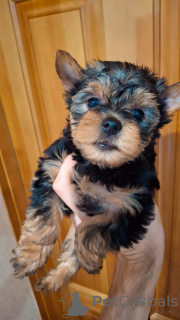 Photo №4. I will sell beaver yorkshire terrier, yorkshire terrier in the city of Riga. private announcement, from nursery, breeder - price - 518$