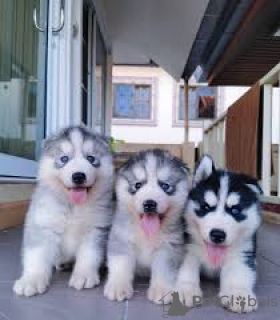 Photo №2 to announcement № 48033 for the sale of siberian husky - buy in Sweden breeder
