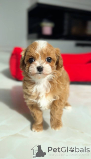 Photo №4. I will sell non-pedigree dogs in the city of Berlin. breeder - price - negotiated