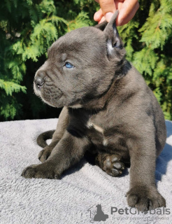 Photo №1. cane corso - for sale in the city of Belgrade | negotiated | Announcement № 119974