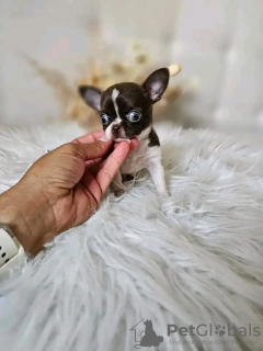 Photo №4. I will sell chihuahua in the city of Paris. breeder - price - Is free