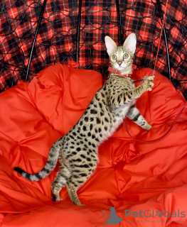 Photo №1. savannah cat - for sale in the city of Москва | 6508$ | Announcement № 67906