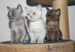 Photo №1. burmese cat - for sale in the city of Helsinki | 250$ | Announcement № 111228