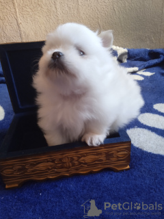 Photo №2 to announcement № 71800 for the sale of pomeranian - buy in Russian Federation breeder