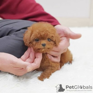 Photo №1. poodle (toy) - for sale in the city of Zürich | 600$ | Announcement № 48255