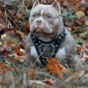 Additional photos: Pocket bully puppies males and females free to ask