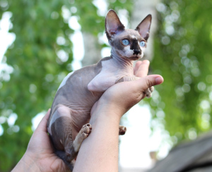 Photo №3. Canadian Sphynx Girls. Russian Federation