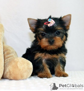 Photo №2 to announcement № 56237 for the sale of yorkshire terrier - buy in Switzerland private announcement