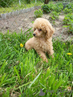 Photo №2 to announcement № 19630 for the sale of poodle (toy) - buy in Belarus private announcement