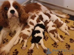 Photo №3. Cavalier King Charles available by reservation. France