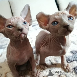 Photo №1. sphynx cat - for sale in the city of Armavir | negotiated | Announcement № 8678