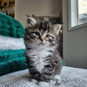 Photo №2 to announcement № 161527 for the sale of siberian cat - buy in Finland private announcement, breeder