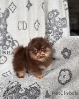 Photo №2 to announcement № 167878 for the sale of pomeranian - buy in Poland private announcement