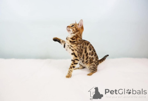 Photo №2 to announcement № 152653 for the sale of bengal cat - buy in Switzerland private announcement