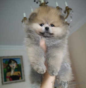 Photo №2 to announcement № 166539 for the sale of pomeranian - buy in Germany 