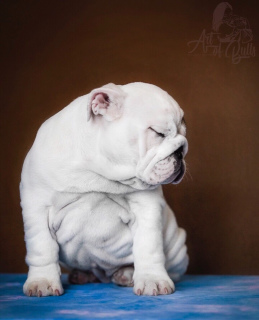Photo №1. english bulldog - for sale in the city of Moscow | Negotiated | Announcement № 1222