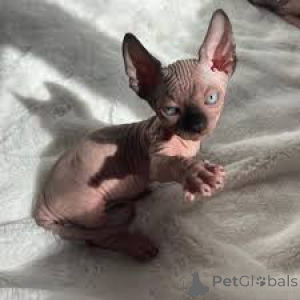 Photo №2 to announcement № 166783 for the sale of sphynx cat - buy in France private announcement, breeder