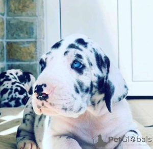 Photo №1. great dane - for sale in the city of Valeovo | negotiated | Announcement № 159491