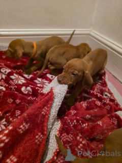 Photo №2 to announcement № 166931 for the sale of vizsla - buy in Hong Kong private announcement