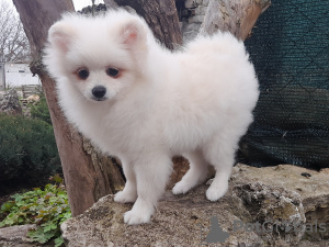 Photo №1. german spitz - for sale in the city of Dnipro | 424$ | Announcement № 41072