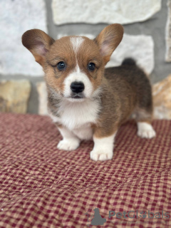 Photo №1. welsh corgi - for sale in the city of Brussels | 423$ | Announcement № 121051