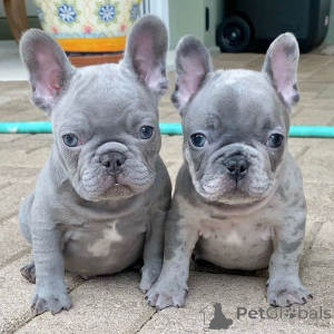 Photo №1. french bulldog - for sale in the city of Darmstadt | 465$ | Announcement № 171432
