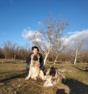 Photo №1. caucasian shepherd dog - for sale in the city of Sevastopol | Negotiated | Announcement № 1561