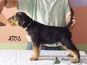 Photo №1. airedale terrier - for sale in the city of Bialystok | 1037$ | Announcement № 11588