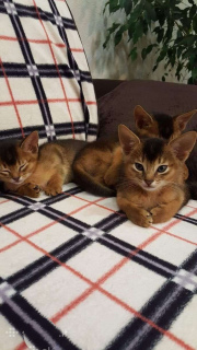 Photo №2 to announcement № 855 for the sale of abyssinian cat - buy in Lithuania private announcement, breeder