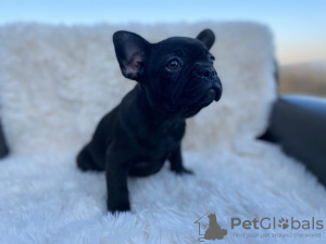 Photo №1. french bulldog - for sale in the city of Zawoja | negotiated | Announcement № 19044