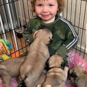 Photo №2 to announcement № 126557 for the sale of pug - buy in Germany private announcement