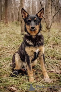 Photo №2 to announcement № 9813 for the sale of non-pedigree dogs - buy in Russian Federation from the shelter