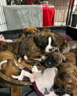 Photo №4. I will sell  in the city of Guelph.  - price - 800$