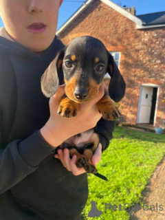 Photo №3. 5 Miniature Dachshund Puppies. Australia