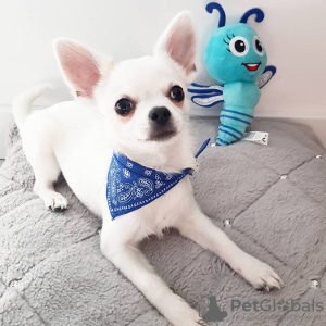 Photo №1. chihuahua - for sale in the city of Paris | Is free | Announcement № 16207