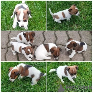 Photo №1. jack russell terrier - for sale in the city of Москва | Is free | Announcement № 34511