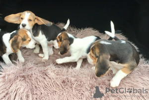 Photo №2 to announcement № 123640 for the sale of beagle - buy in Germany 