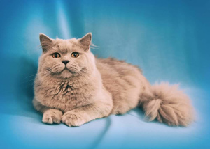 Photo №2 to announcement № 4020 for the sale of scottish straight, scottish fold - buy in Russian Federation 