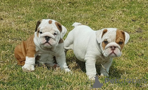 Photo №1. english bulldog - for sale in the city of Бреда | Is free | Announcement № 123935