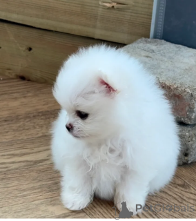 Photo №2 to announcement № 155258 for the sale of pomeranian - buy in Netherlands private announcement
