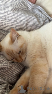 Photo №2 to announcement № 142270 for the sale of  - buy in Luxembourg private announcement